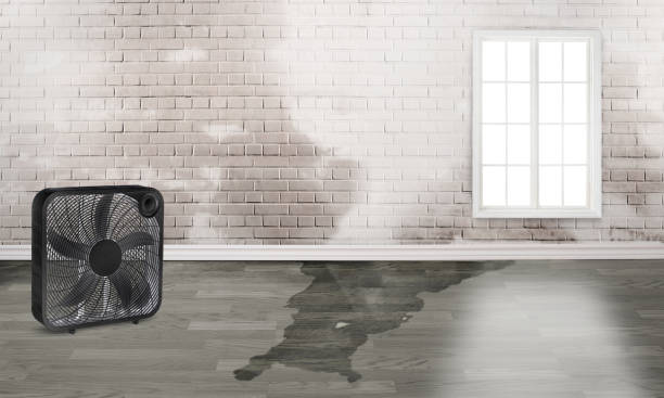 Best Carpet water damage restoration  in Cnelius, OR